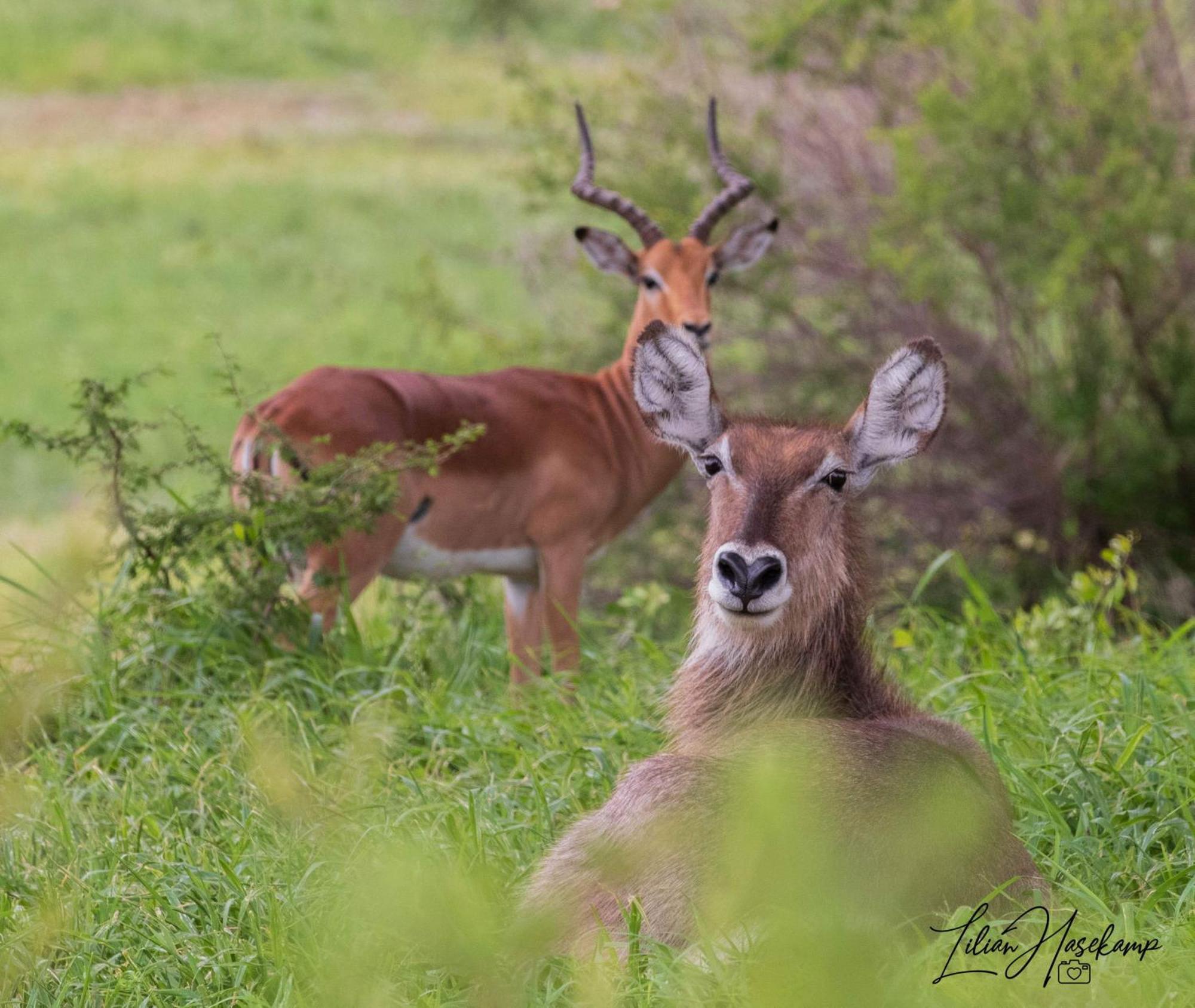 Hasekamp Family Bush Lodge Hoedspruit Bagian luar foto