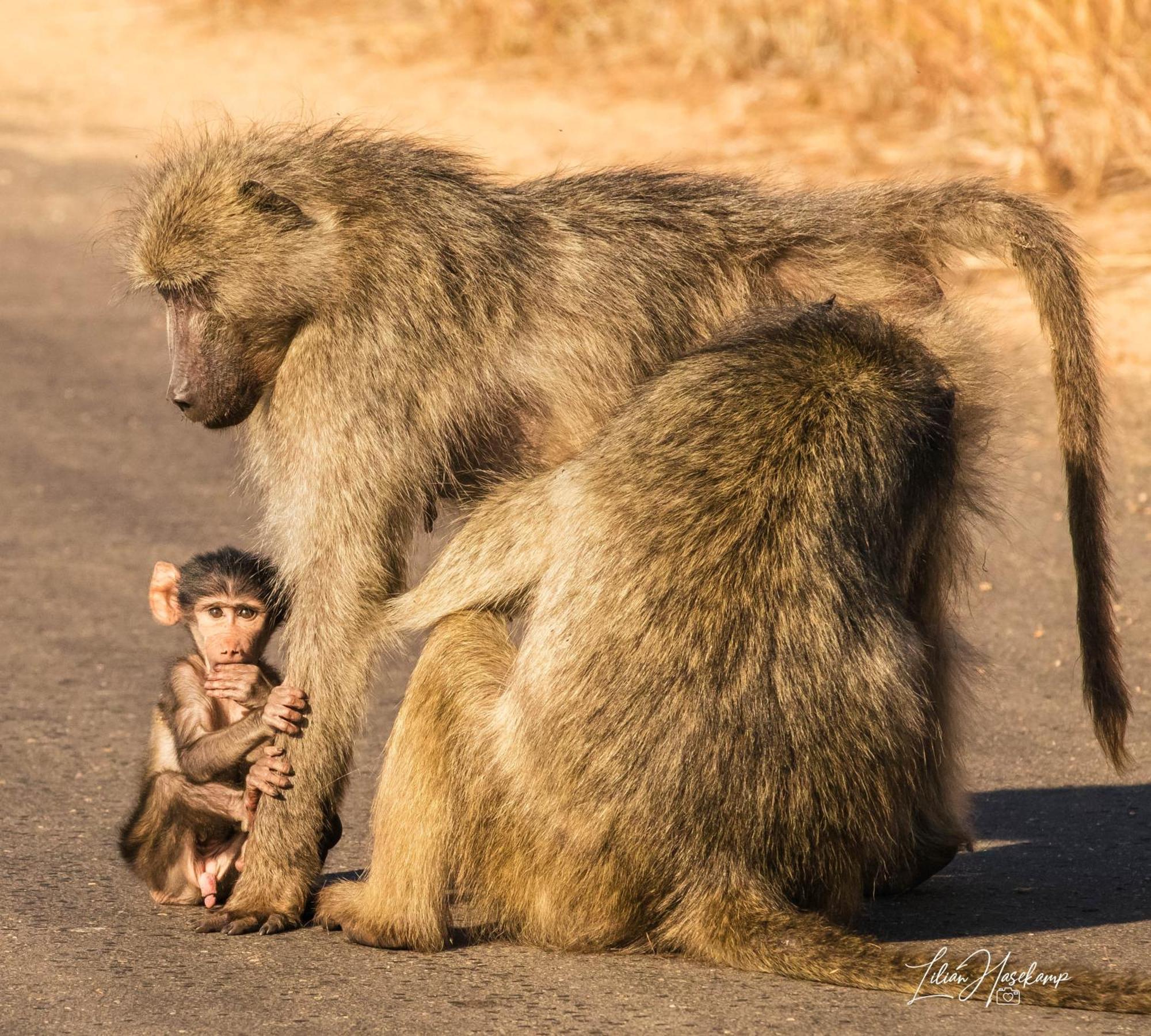 Hasekamp Family Bush Lodge Hoedspruit Bagian luar foto